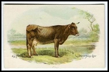 5 Brown Swiss Cow